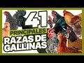 41 de las Principales Razas de Gallinas en el Mundo [2021]