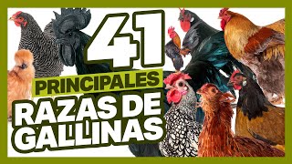 41 de las Principales Razas de Gallinas en el Mundo [2021]