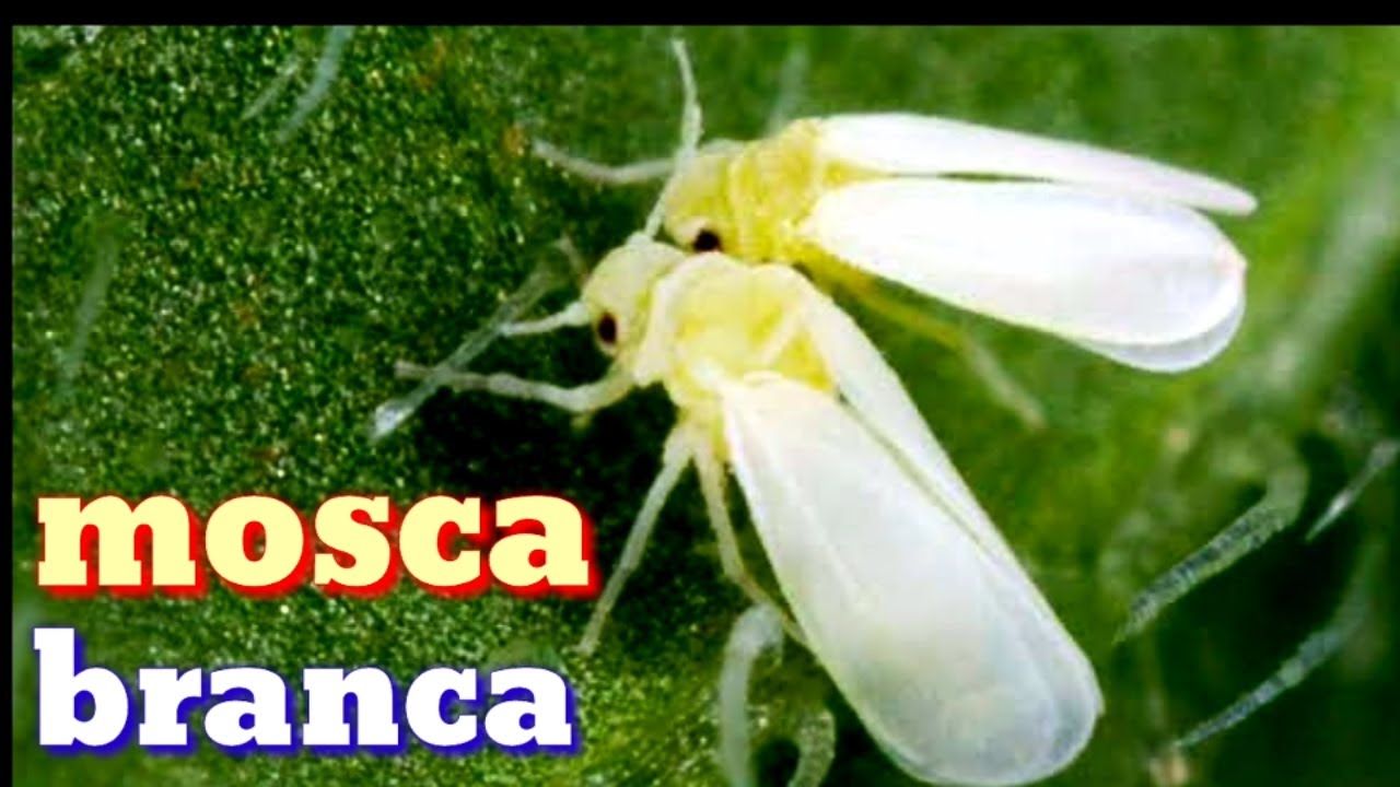Como acabar com a mosca branca em 48 horas