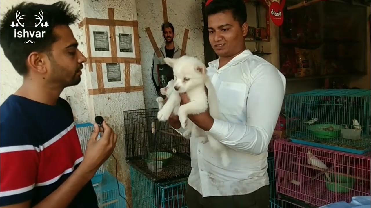 Rajkot Devraj Pet Shop Pet Shop Pet Shop In Rajkot Pet Shop