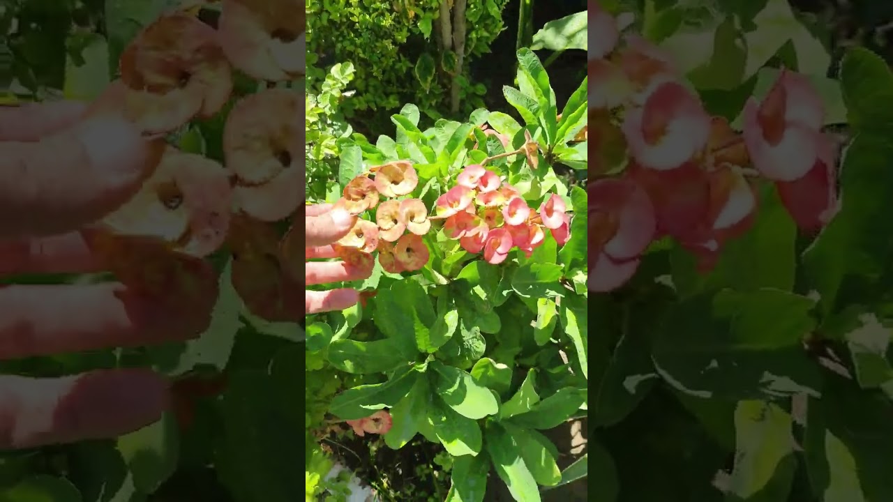 جولة في احد الحدائق البغدادية ⚘️جنتي حديقتي⚘️