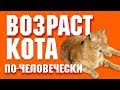 Возраст котов и кошек | Сколько лет по человеческому календарю?