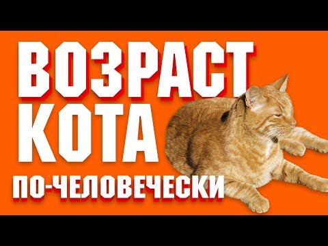 Видео: Годы кошки до человеческих лет: сколько лет моей кошке?