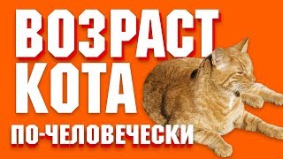 Возраст котов и кошек | Сколько лет по человеческому календарю?