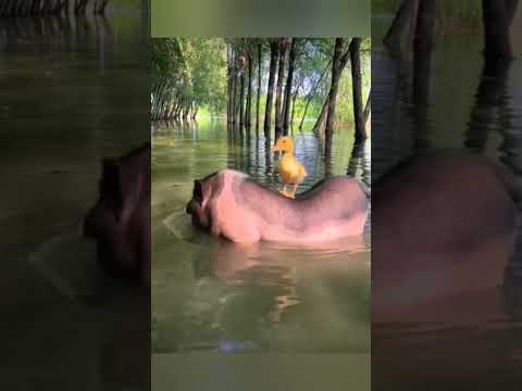 2 часть: Беззаботный поросёнок 🐷 🐖🐽! Отдых удался!😁👍