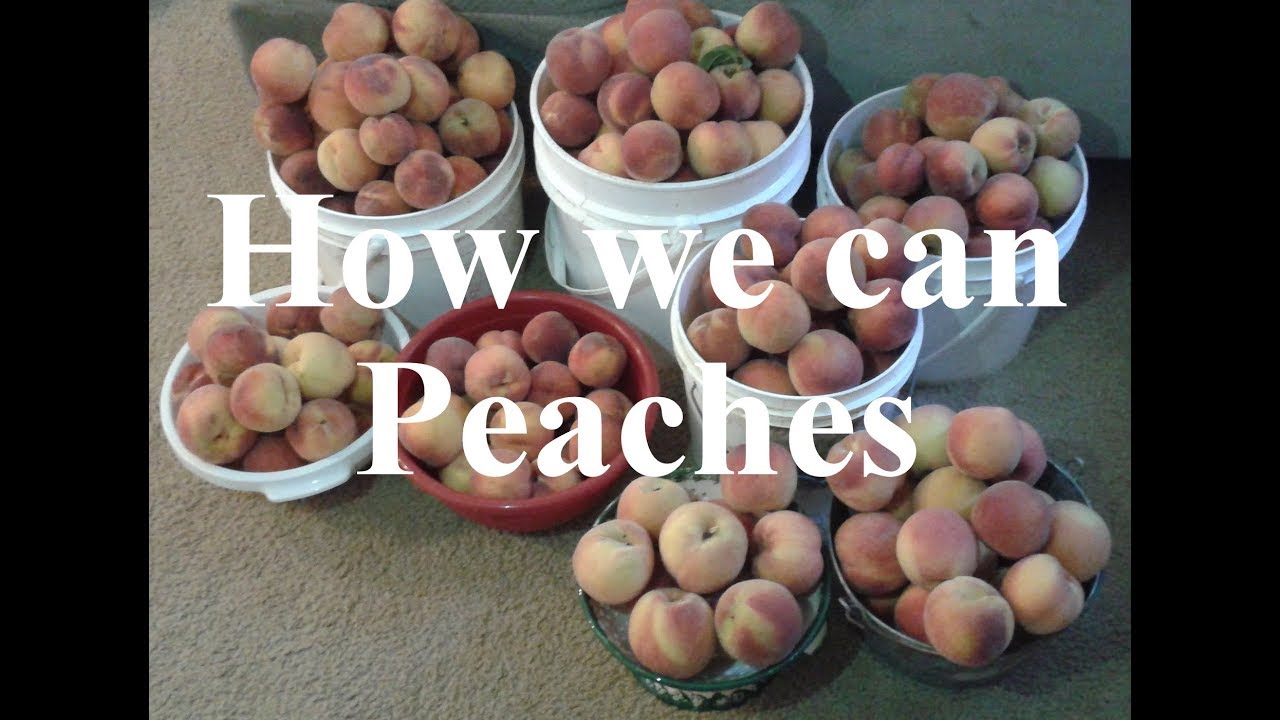 How we can 100 lbs of peaches. YouTube
