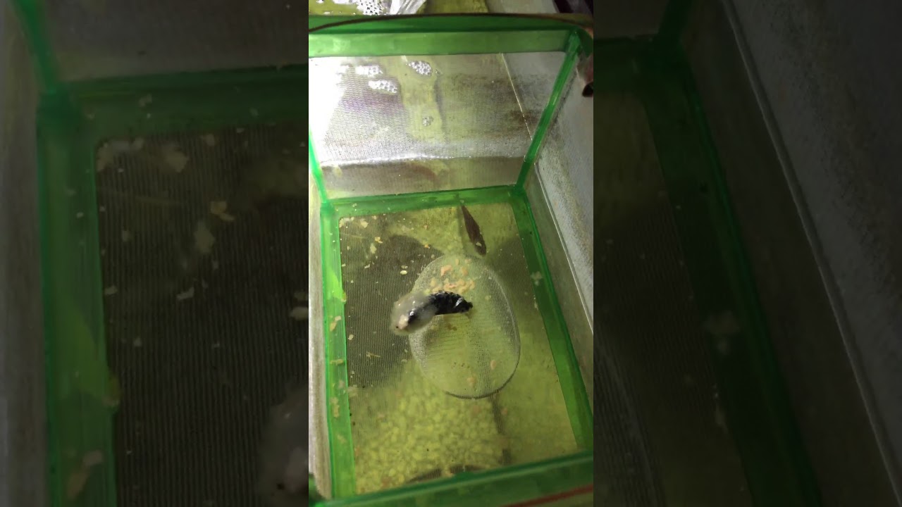 Fish injury - YouTube
