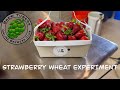 Brewtubers 2024 Strawberry Beer Experiment (and Channel Intro)