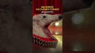 Наша борзая Ника на съемке — это…😅Хаос, слюни, много шерсти и яркого смеха! Арт. WB. #397645630