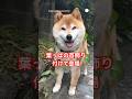 トコトコ歩いてくる柴犬に癒される　　#柴犬　#犬　#かわいい #かわいい犬 #癒し