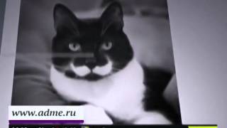 Кошки с оригинальным окрасом Кошки с оригинальным окрасом