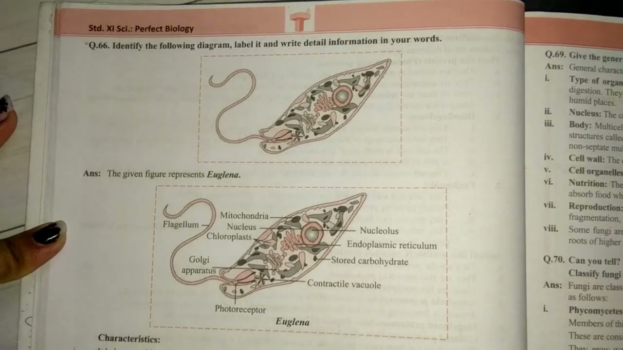 11th class biology chapter 2. systematics of living organisms 