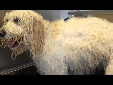 Dematting and Brushing your Doodle - Designer Paws Salon