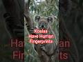 Koalas Have Human Fingerprints 😳🐨#funfacts #animals