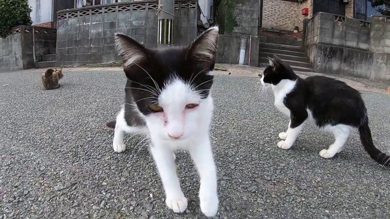 野良猫 子猫 どこに いる