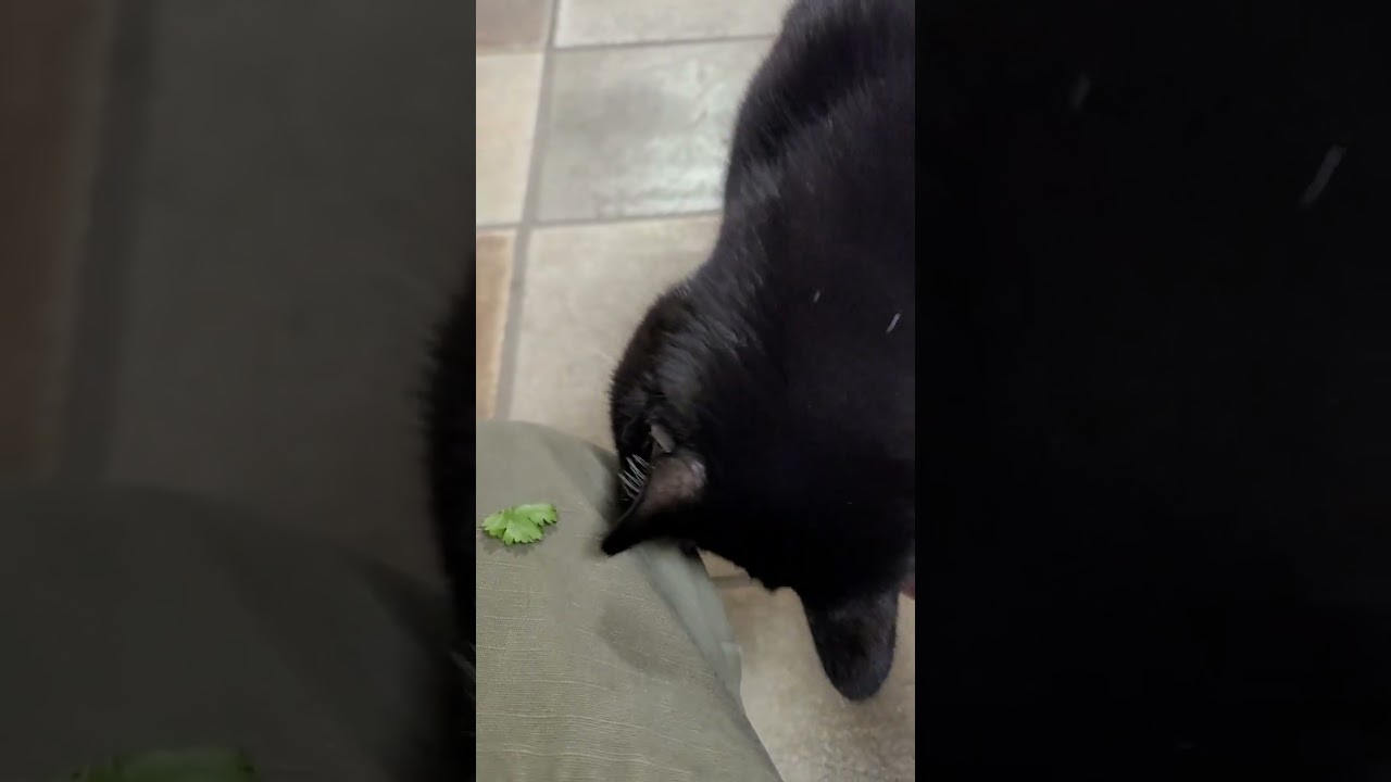 I think Smokey cat has the cilantro tastes like soap gene. 🤔