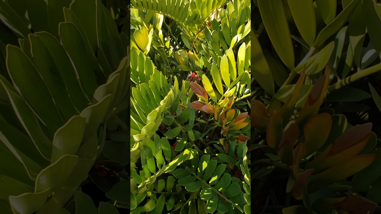 Plant Tour - Cardboard Palm