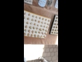 بائع الخواتم