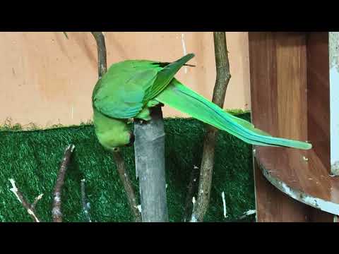 हमारे दो प्यारे मिट्ठू की प्यार भरी मस्ती#youtubeshorts #trendingshorts #viralvideo #viralshort 🦜🦜🦜🙏