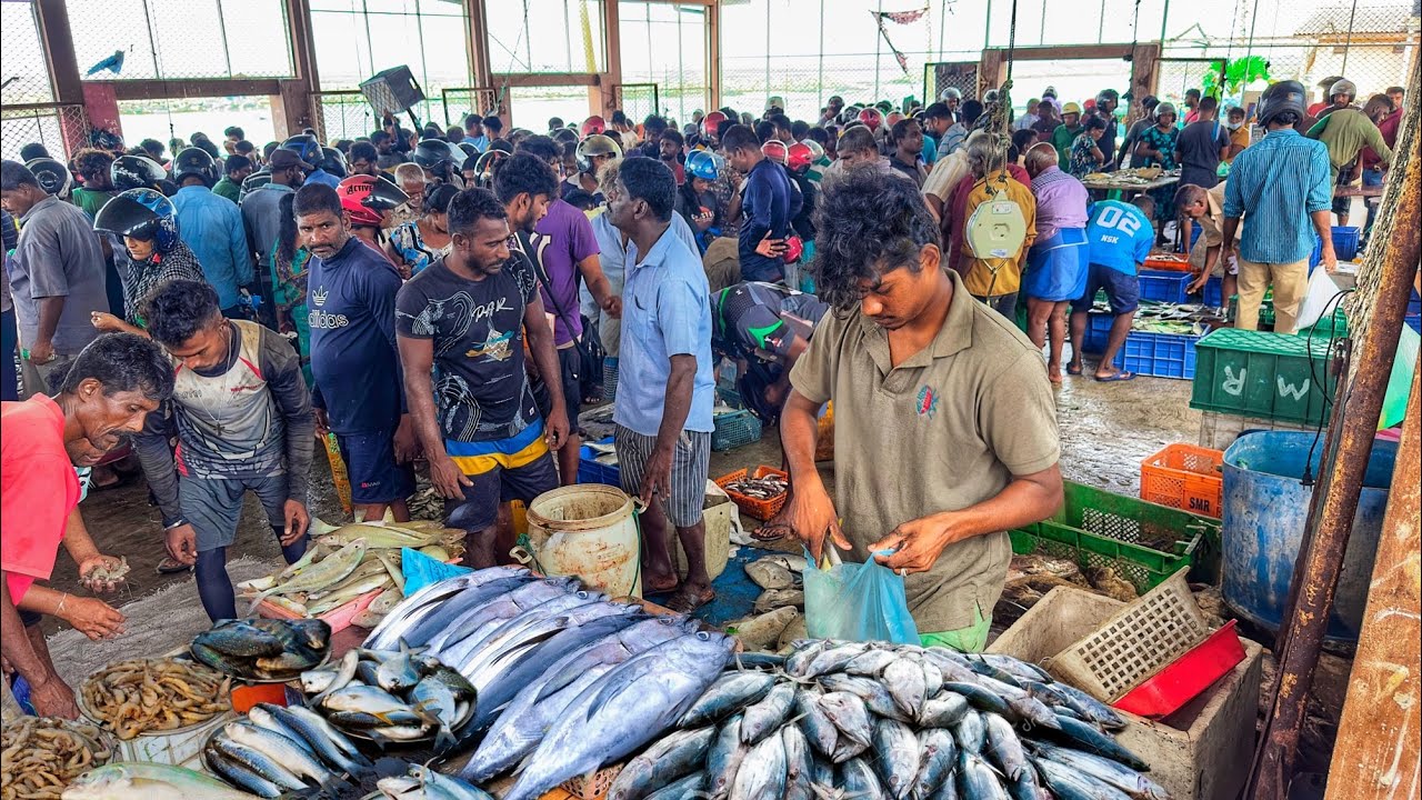 துடிக்கத் துடிக்க 🐟மீன்விற்கும் காட்சி | Jaffna Paasaiyoor Fish Market