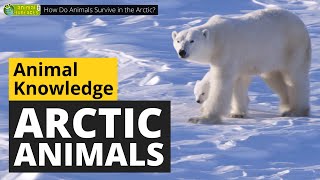 How Do Animals Survive in the Arctic? 🐻‍❄️ - Animals for Kids - Educational Video