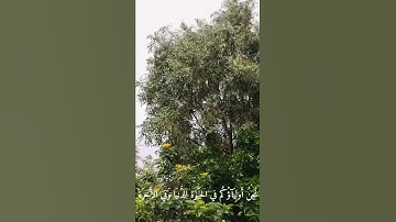 أَلَّا تَخَافُواْ وَلَا تَحزَنُواْ _ عامر الكاظمي _ مقتطفات من القرآن الكريم