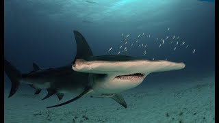 Facts: The Great Hammerhead Shark