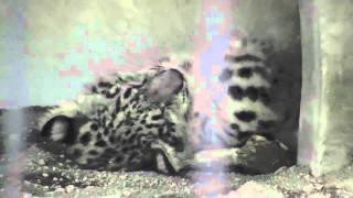 夢みる？リアンのおめざめ~Awaking Snow leopard