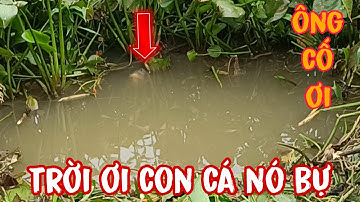 Câu cá sông! Cái bãi câu toàn cá to và khủng kéo mà sướng tay cá giựt không kịp và cái kết