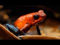 Colors Of The Frogs and Toads-  4k/30fps HDR (ULTRA HD)