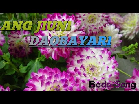 Bodo Old Song ang Jiuni daobayari