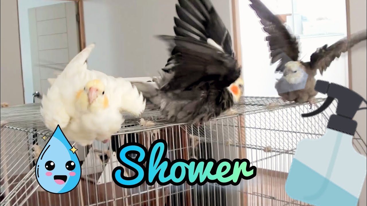 Three cockatiels taking a shower 💦💙 YouTube