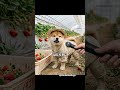 #いちご狩り #いちご #柴犬 #豆柴