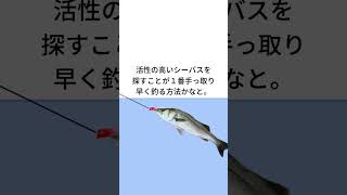 手っ取り早くシーバスを釣る方法
