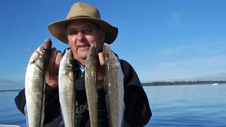 The science behind King George whiting with Sheree Marris and Paul Hamer