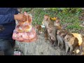 Feeding a group of monkey Bakery items cake bread buns || A real man feeding group of monkey