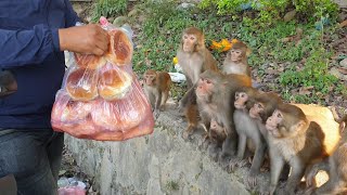 Feeding a group of monkey Bakery items cake bread buns || A real man feeding group of monkey