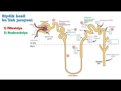 Siydik hosil bo&rsquo;lish bosqichlari || Buyraklar fiziologiyasi