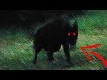 Top 10 Mythical Creatures & Cryptids 2019