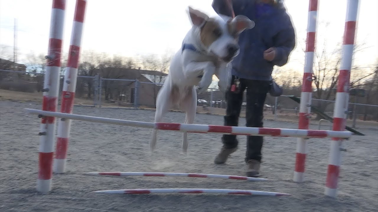 Bear Creek Dog Park Agility Course Demonstration YouTube