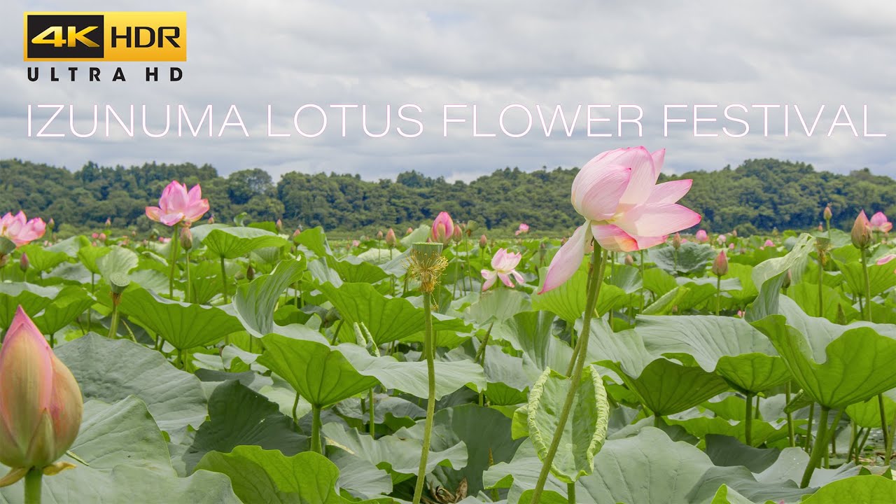 伊豆沼はすまつり 2023 日本最大規模の蓮の花咲く美しい風景 Japan 4K HDR Izunuma Lotus Flower Festival
