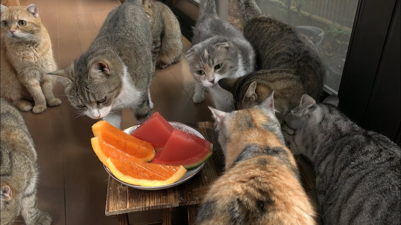 果物ゼリーと猫のゼリー