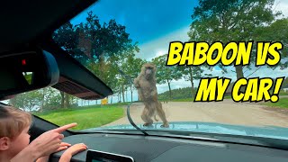DAY 334: KNOWSLEY SAFARI PARK DAY OUT TOUR!