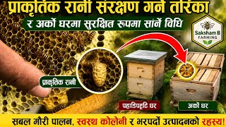 प्राकृतिक रानी (Queen Cell) लाई अर्को घारमा सुरक्षित रूपमा राख्नका लागि यी कुराहरू ध्यान दिनुहोस्