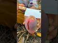 Beautiful nature wonderful fruit 144 |#satisfying#nature#fruit#garden#fruitcutting#foryou
