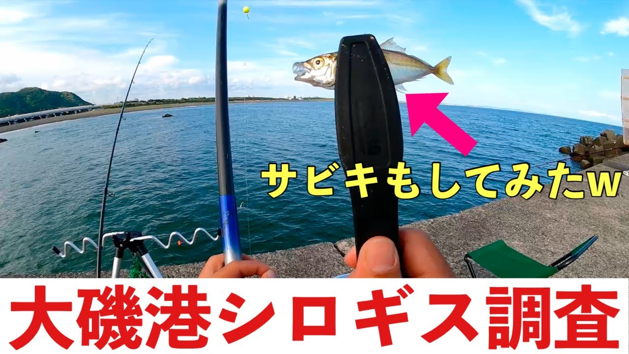 大磯港キス釣り調査 ちょい投げでキスを釣りたい 途中サビキ釣りもします Youtube