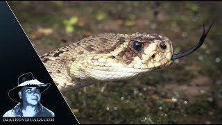 Rattlesnake Stalks Alligator Hatchlings 01