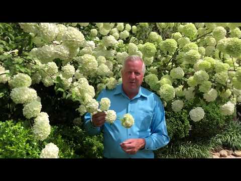 Plant Features: Snowball Viburnum (Part Two) for Digital Dallas Blooms