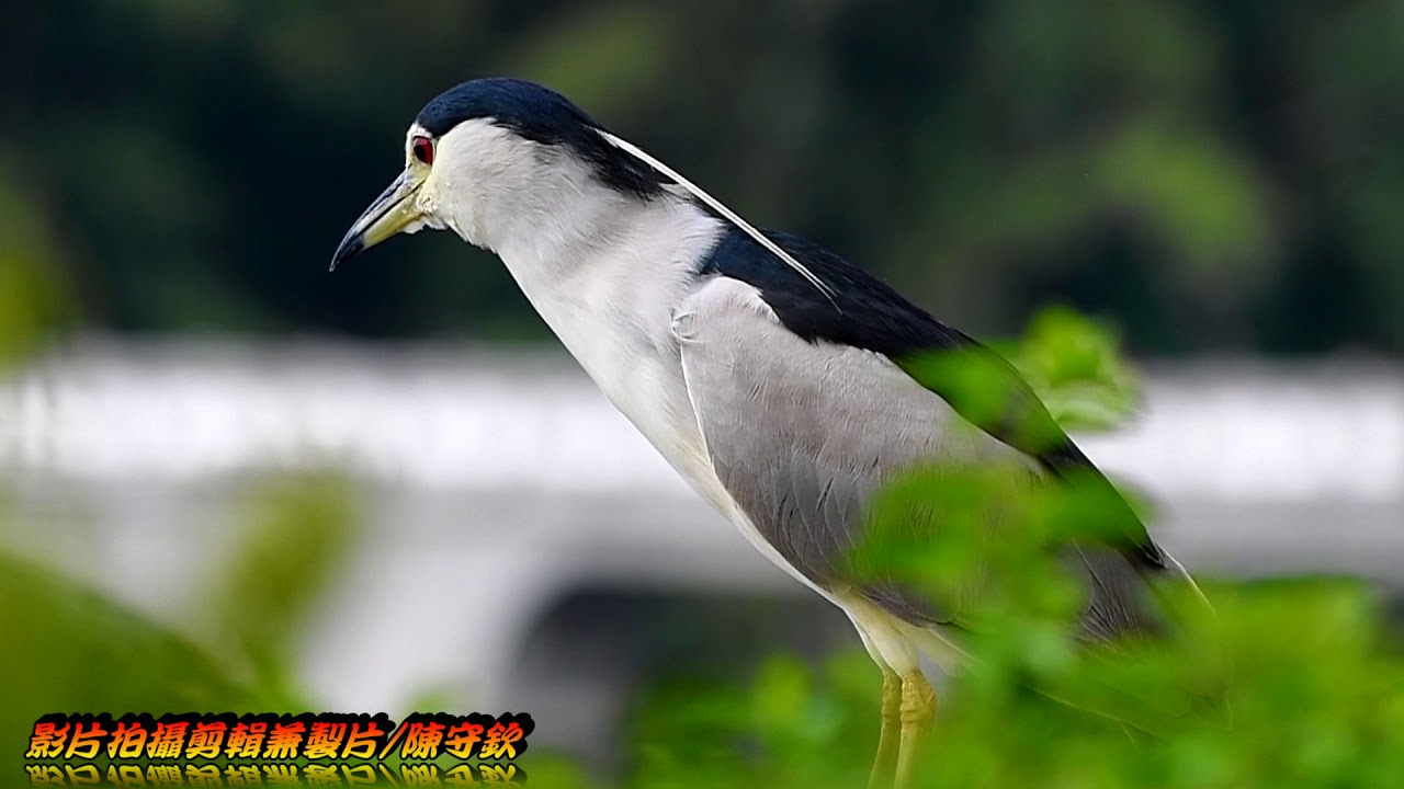夜鷺(暗光鳥)-新竹青草湖生態攝影 - YouTube