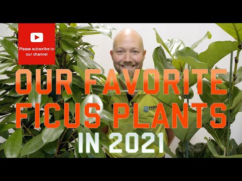 Video: Một Số Loại Ficus